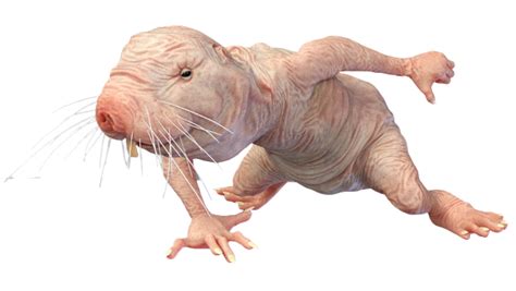Naked Mole Rats Revenge By Owenjer