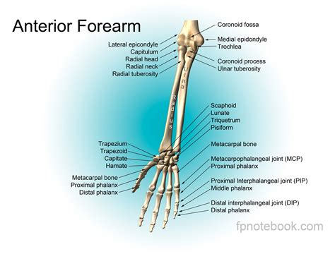 The Lower Arm Bone Closest To Body at Willie Brim blog