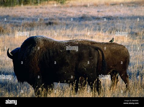 American bison (Bison bison) grazing in a field, Yellowstone National Park, Wyoming, USA Stock ...