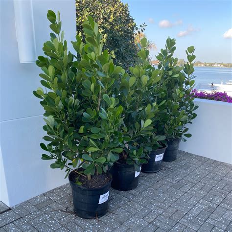 Clusia Hedge Jungle Plants