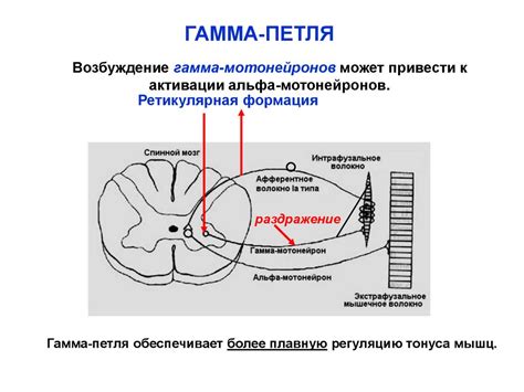 МЫШЕЧНЫЙ_ТОНУС - презентация онлайн