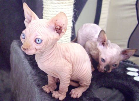 Sphynx Cats Used Philippines