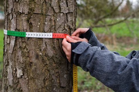 150 Measuring Tape Around Tree Trunk Stock Photos Pictures And Royalty