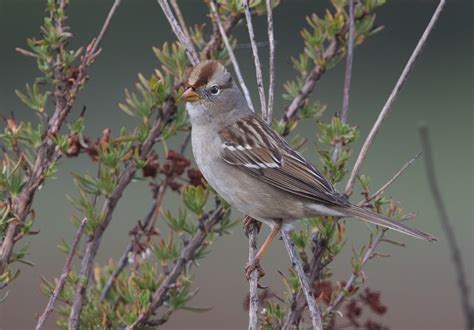 White Crowned Sparrow San Diego Bird Spot