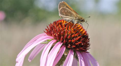 North Dakota Nature Notes for June | The Nature Conservancy