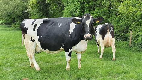 selecting cows  milk solids improves sussex dairys yield farmers