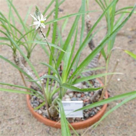 Trachyandra saltii - Garden.org