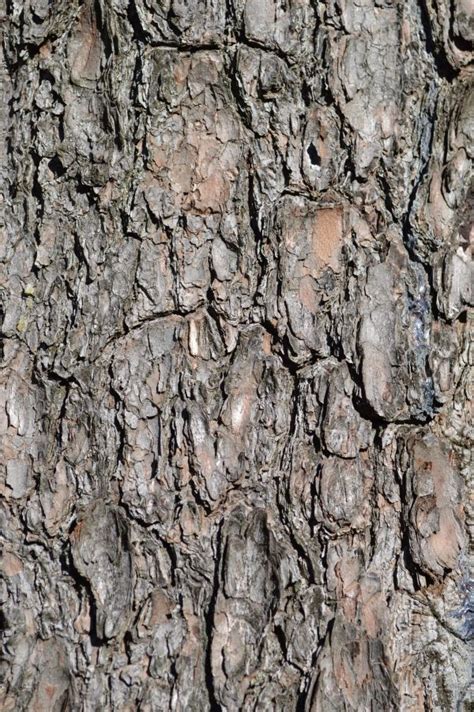 Fotos gratis árbol bosque rama planta madera textura hoja flor