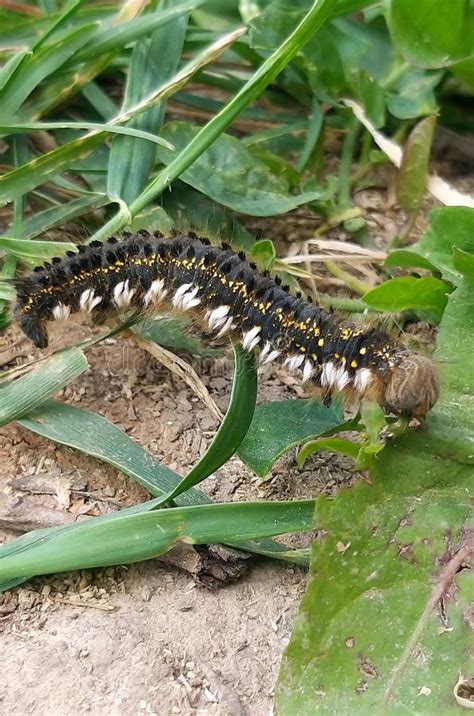 caterpillar insect nature macro animal butterfly larva green