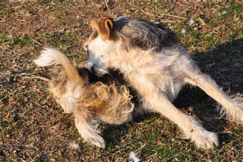 Flea Dirt on Pets- REASONS to be Alarmed - I Love Veterinary