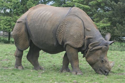 Indian Rhinoceros Animal Wildlife