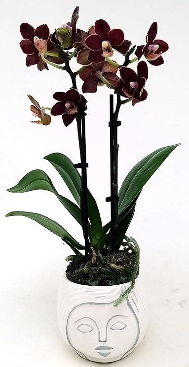 POWERS TO FLOWERS ORCHIDEA PHALAENOPSIS NERA IN VASO CERAMICA