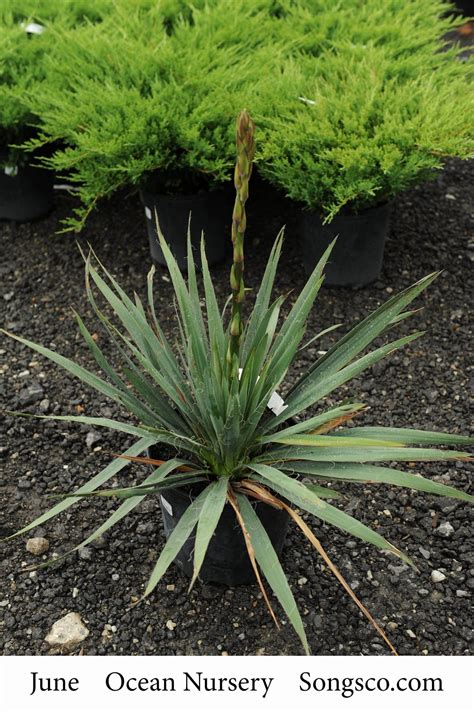 Adam’s Needle Yucca – Songsco.com