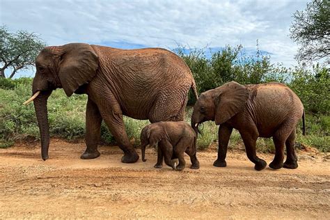 Loijuk's New Baby, Lisha