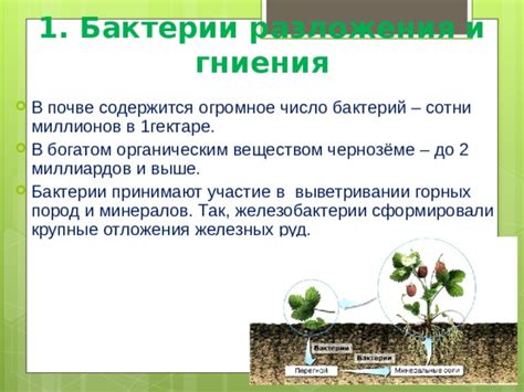 5 класс, презентация на тему "Роль бактерий в природе и жизни человека ...