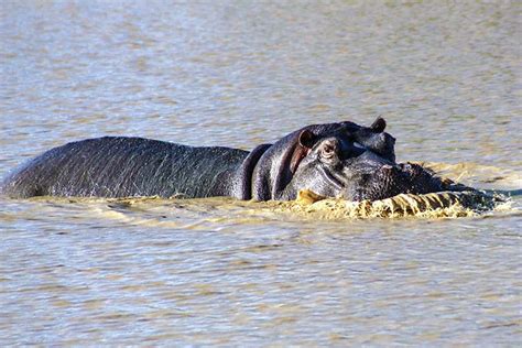 lowveld mbogo safaris