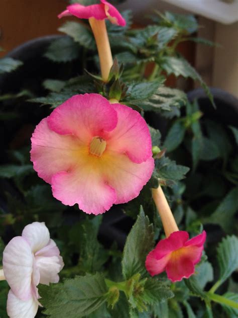 Achimenes amie saliba | African violets, Flowers, Plants