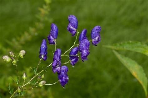 Aconitum * Аконит, Борец * Acónito * Napèllo * Sturmhut * … | Flickr