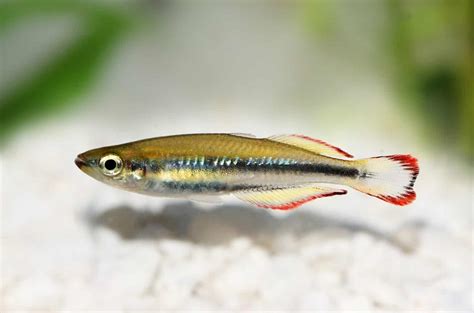 Dwarf Neon Rainbowfish (Melanotaenia praecox): Ultimate Care Guide