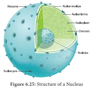 nucleus structure diagram functions