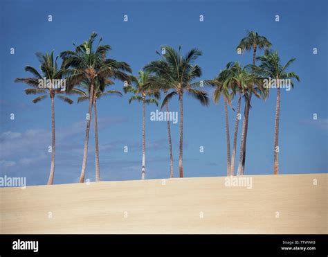 Coconut trees on the beach Stock Photo - Alamy