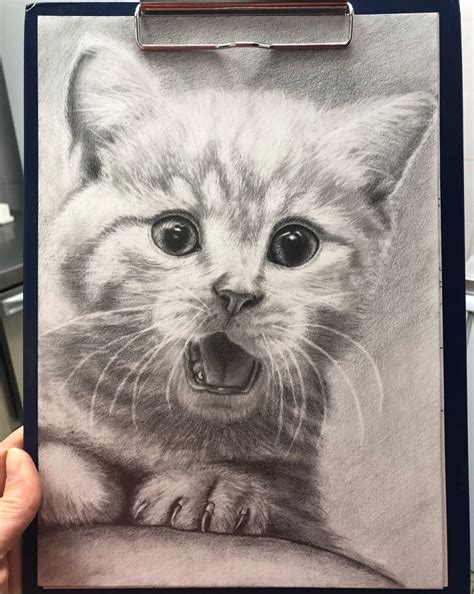 Кот рисунок реалистичный - 79 фото