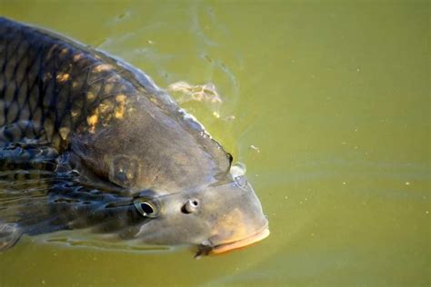 Carp Fish Farming In India How To Start A Step By Step Guide For