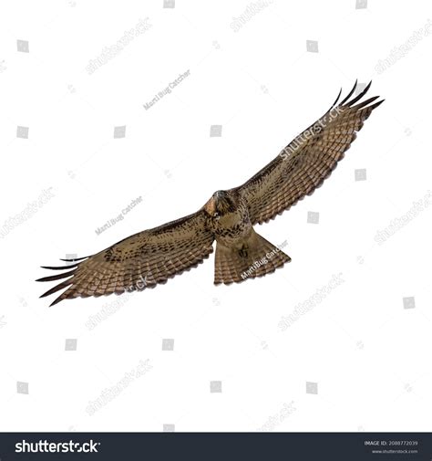 Flying Hawk Isolated On White Background Stock Photo 2088772039 ...