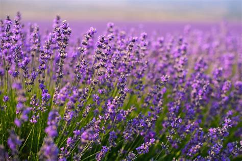 French Lavender Essential Oil Uses and Benefits