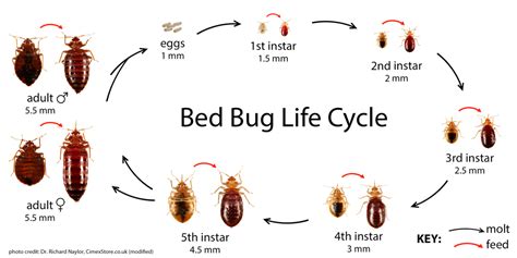 Are You Sure Thats A Bed Bug Az Heat Pest