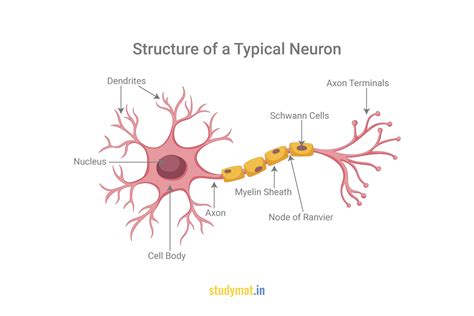 structure   neuron studymat