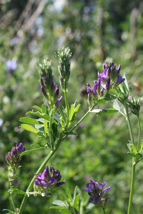 Alfalfa Lucerne Medicago Sativa Kg