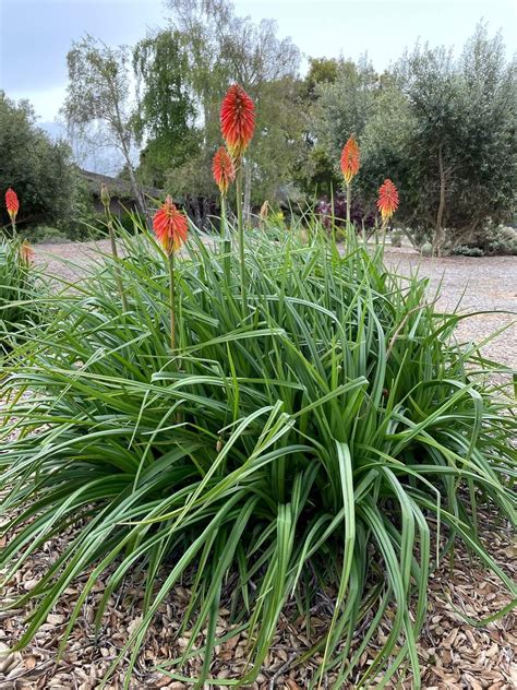 Kniphofia uvaria - Boething Treeland Farms