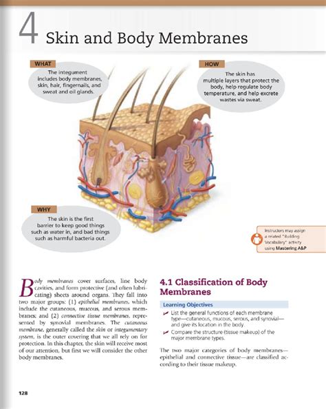 Chapter 4: Skin and Body Membranes (BIO 101) - Overview and Functions