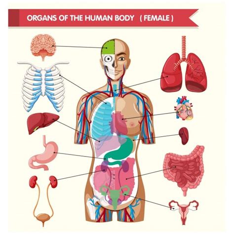 organos del cuerpo humano vector premium anatomie corps humain