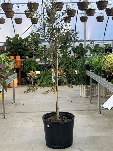 Your new plant love - Grow an Olive tree! - Sun Harvest Greenhouses