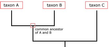 clade definition  examples studycom