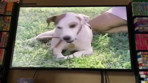 Closing To Wishbone Dog Days Of The West 1998 Vhs Youtube