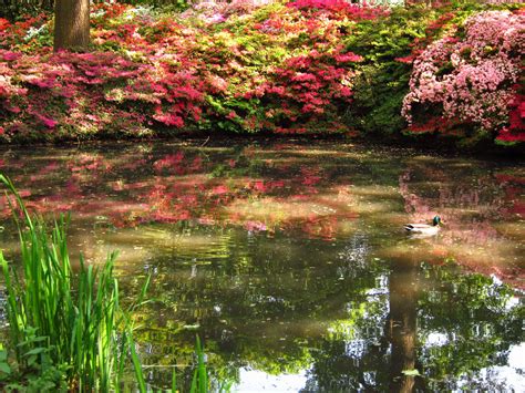 #736824 Azalea Richmond England, Gardens, Pond - Rare Gallery HD Wallpapers