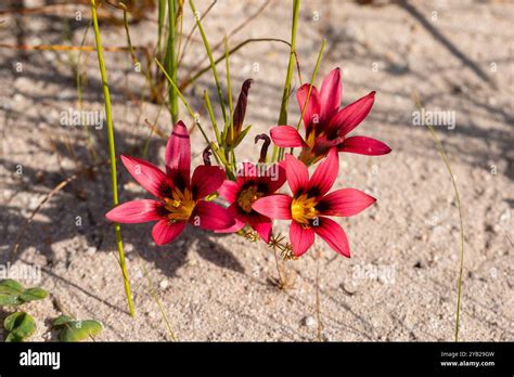 Romulea Sp Seen In Natural Habitat Near Piketberg In The Western Cape