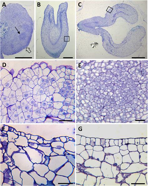 Frontiers Pectin De Methylesterification And Agp Increase Promote