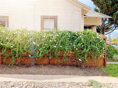 Climbing Plants For Fences How To Train Vines To Climb A Fence + A