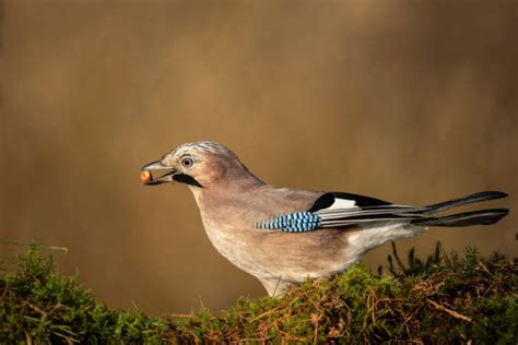 1,000+ Jay Uk Stock Photos, Pictures & Royalty-Free Images - iStock