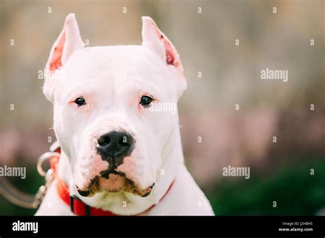 White Dog Of Dogo Argentino Also Known As The Argentine Mastiff Is A