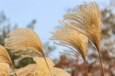 Reed flowers stock photo. Image of flowers, yellow, marshy - 48998696