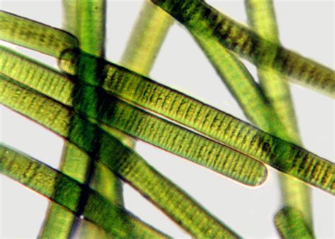 Oscillatoria Cell Wall
