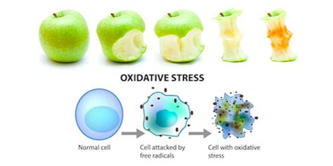 Free Radicals Vs. Antioxidants and How They Impact Your Immune System