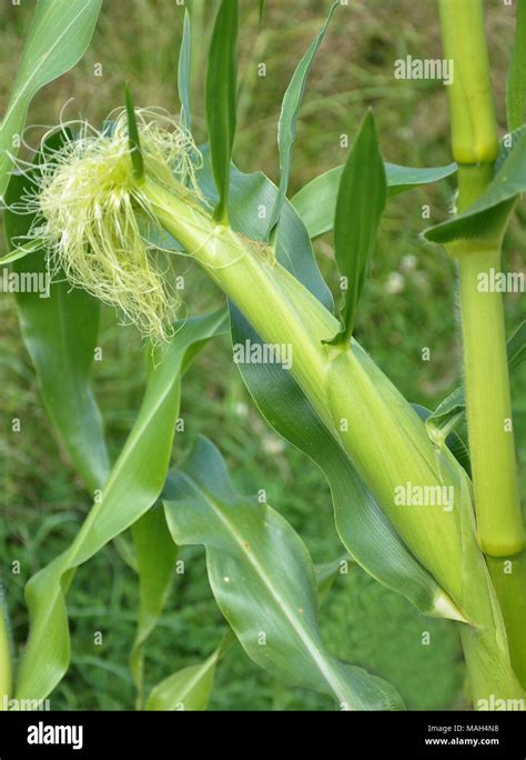 Female Flower Of Maize In Field Stock Photo Alamy