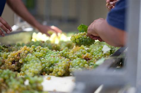 Chenin Blanc