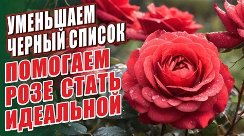 УМЕНЬШАЕМ ЧЁРНЫЙ СПИСОК. ПОМОГАЕМ РОЗЕ СТАТЬ ИДЕАЛЬНОЙ! - YouTube